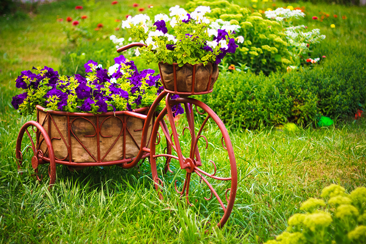 Petunia_Grass_Wicker_507098.jpg